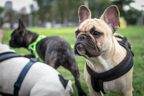 istock french  bulldog sesion 953588276