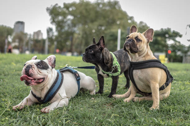 istock french  bulldog sesion 953588390