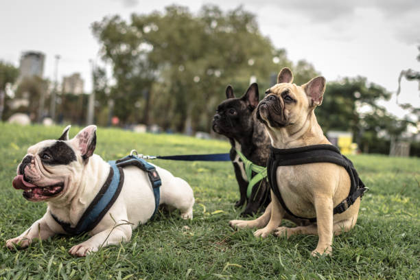 istock french  bulldog sesion 953588610