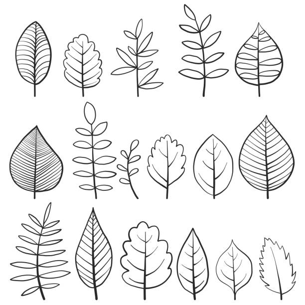 vector set of doodle tree leaves vector doodle leaves of different trees isolated at white background, hand drawn illustration linden new jersey stock illustrations