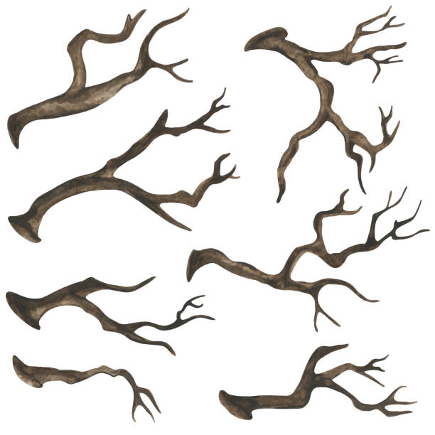 illustrazioni stock, clip art, cartoni animati e icone di tendenza di rami di alberi secchi ad acquerello - driftwood wood isolated old