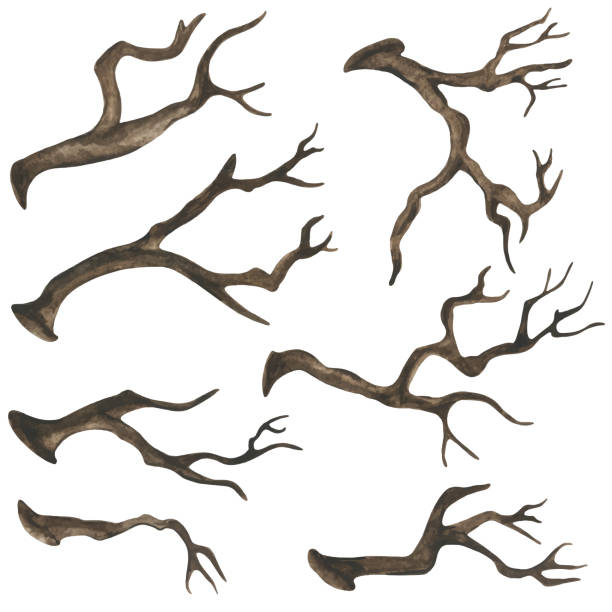 akwarelowe suche gałęzie drzew - driftwood stock illustrations