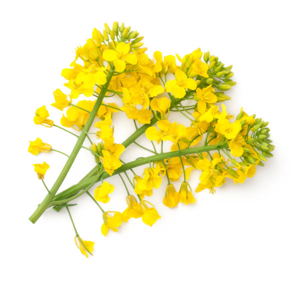 istock Rapeseed Flowers Isolated on White Background 953592862