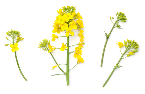 istock Rapeseed Flowers Isolated on White Background 953592894