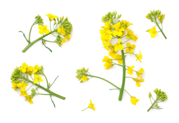 istock Rapeseed Flowers Isolated on White Background 953592934