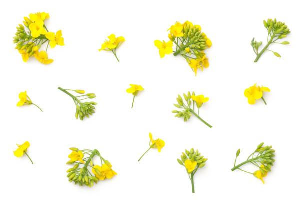 istock Rapeseed Flowers Isolated on White Background 953592998