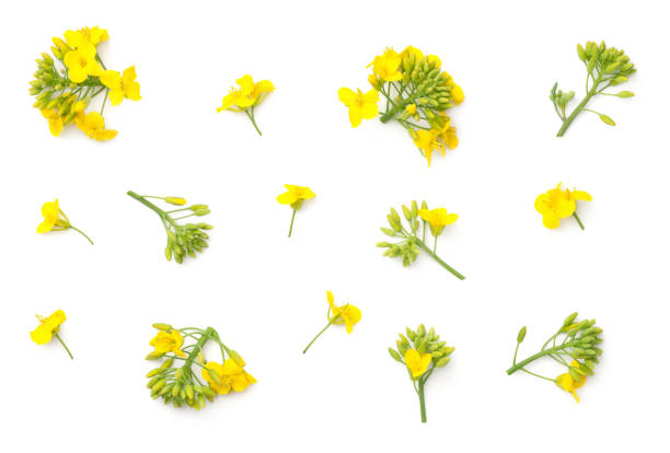 Rapeseed Flowers Isolated on White Background Rapeseed blossom isolated on white background. Brassica napus flowers. Top view canola growth stock pictures, royalty-free photos & images