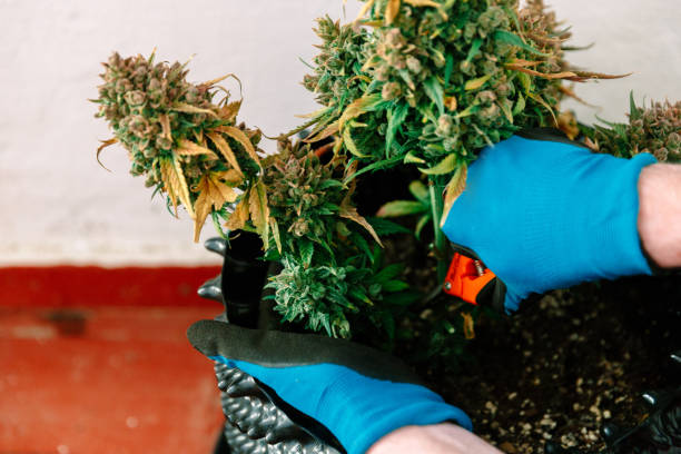 istock Hands with Scissors Trimming Marijuana Leaf from Cannabis Plant 953593024