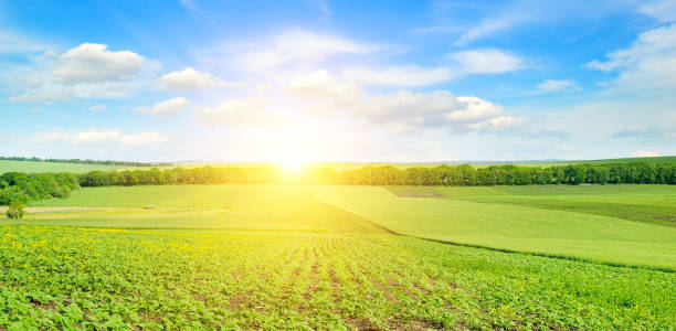 istock Feld sunflower sprouts and sunrise on sky. 953593052