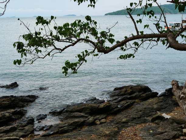 istock Beautiful beach and gentle wave at Surin Island 953593186