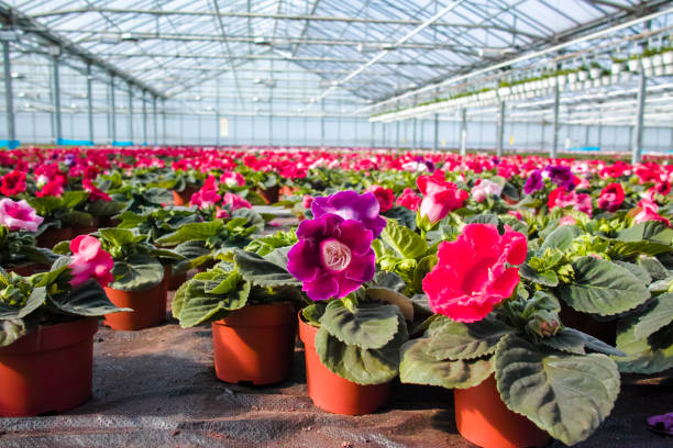 gloxinia 꽃 다채로운 houseplants 장식 또는 장식 온실에서 성장 하는 꽃으로 재배 - gloxinia 뉴스 사진 이미지