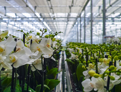Cultivation of colorful tropical flowering plants orchid family Orchidaceae in Dutch greenhouse for trade and worldwide export