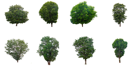 The collection of trees isolated on a white background