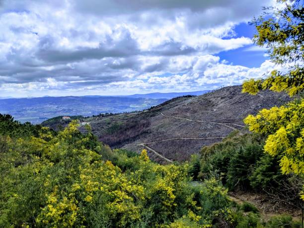 istock Mountain view and yellow flowers 953601722