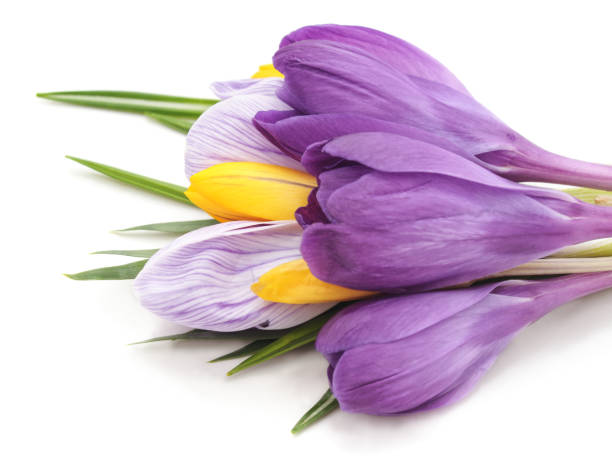 istock A beautiful bouquet of crocus. 953605014