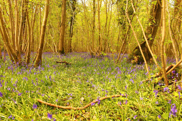 istock Bluebells in wood 953606234