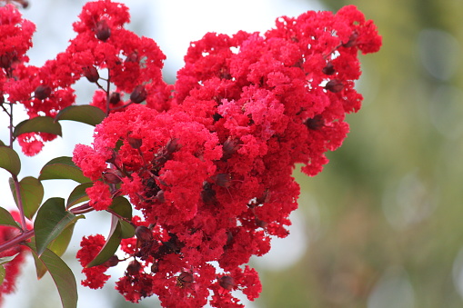 Red Crape Myrtle Flower.