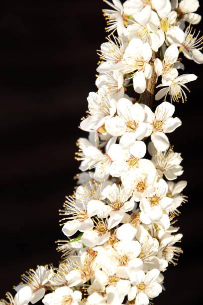 istock Spring. flowering plum. Many white flowers. 953607982