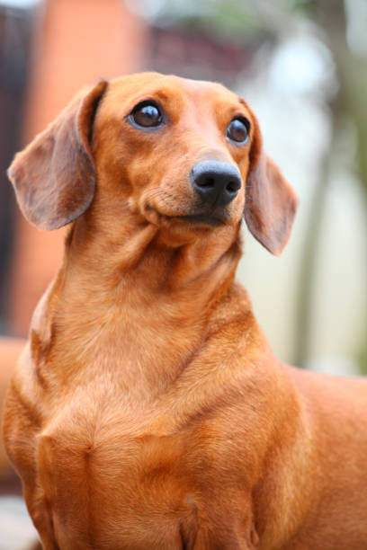 istock Dachshund Dog Spring Garden 953611682