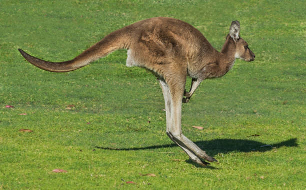 istock Western Gray Kangaroo ~ Perth Western Australia 953611910