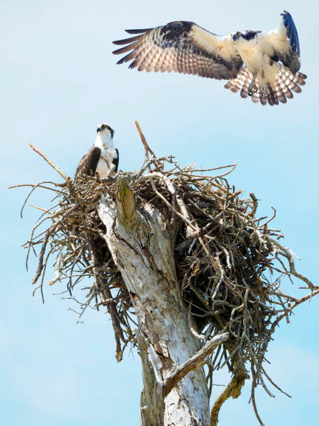 Osprey on the nest.
