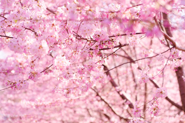 istock Blooming cherry close-up in the American Botanical Garden 953619970
