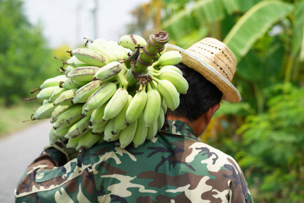 Bananas at the Pak Khlong market of Bangkok, the capital of Thailand in South East Asia.