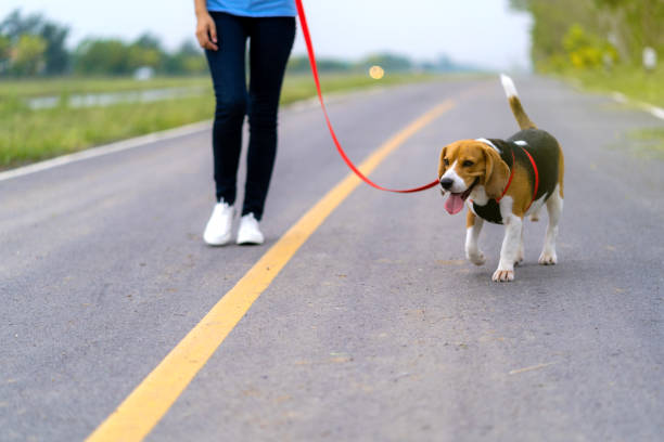 istock Girl outdoors on road with her dog 953620870