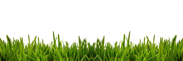 istock Fresh green grass as border on the lower side of the horizontal frame in a seamless empty white background 953621004