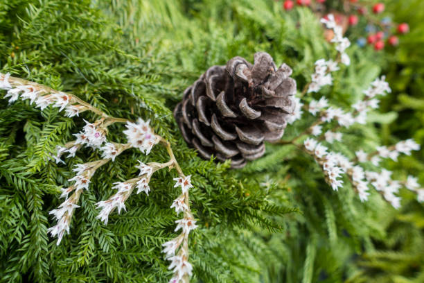 istock christmas evergreen with white flower pine cone red Berries, 953621356