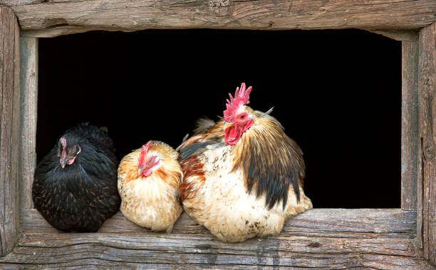 istock Rooster and sleepy chickens 953624394