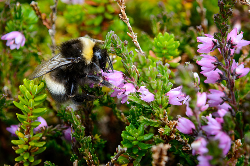 The population of bumblebees has declined and some species are already extinct