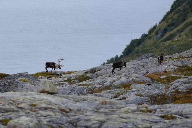 istock Large male reindeer 953624494