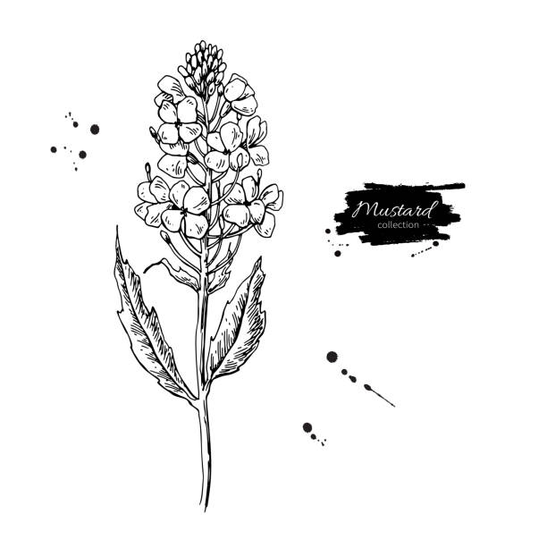 Mustard plant branch vector drawing. Botanical flower illustration. Vintage hand drawn spice sketch. Herbal seasoning ingredient, culinary and cooking flavor.
