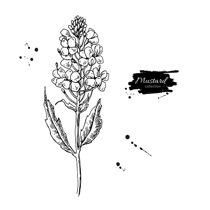 Mustard plant branch vector drawing. Botanical flower illustration. Vintage hand drawn spice sketch. Herbal seasoning ingredient, culinary and cooking flavor.