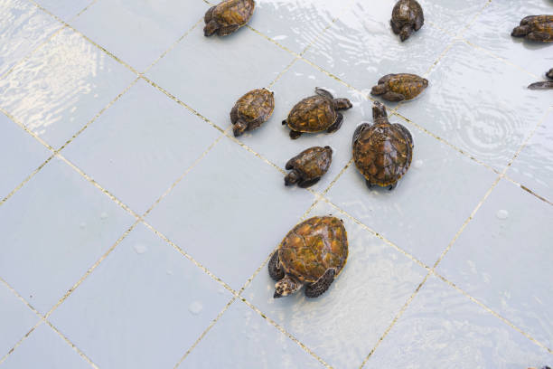 istock sea turtle in a pool in a Turtle Nursery 953624624