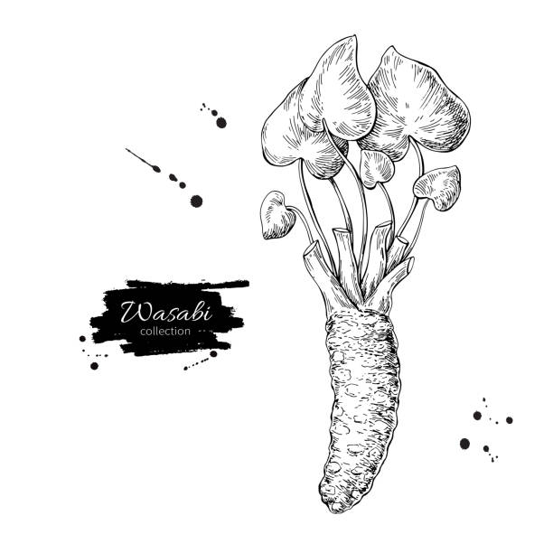 ilustrações de stock, clip art, desenhos animados e ícones de wasabi root vector drawing. hand drawn plant botanical sketch. sushi ingredient. - wasabi