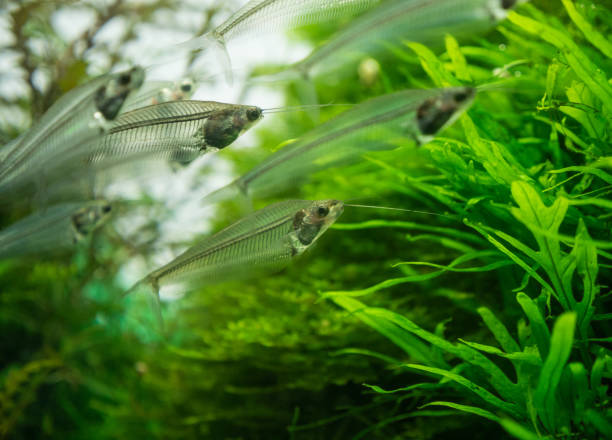 istock The  asian glass catfish in an aquarium 953624794