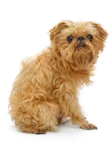 istock Shaggy dog  Griffon 953624846