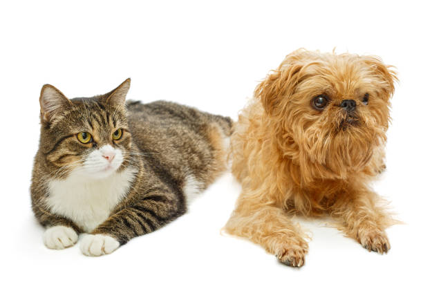istock Grey cat and dog Griffon 953624866