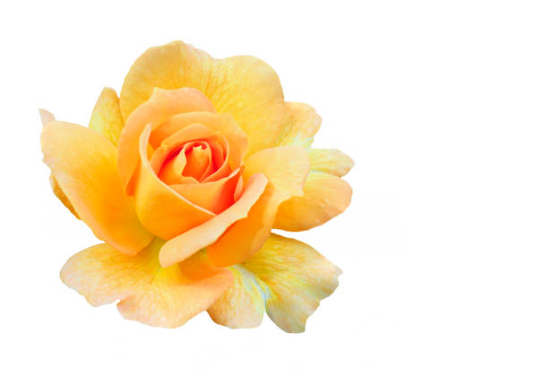 Single Focus Stacked Yellow Rose Isolated on White Background
