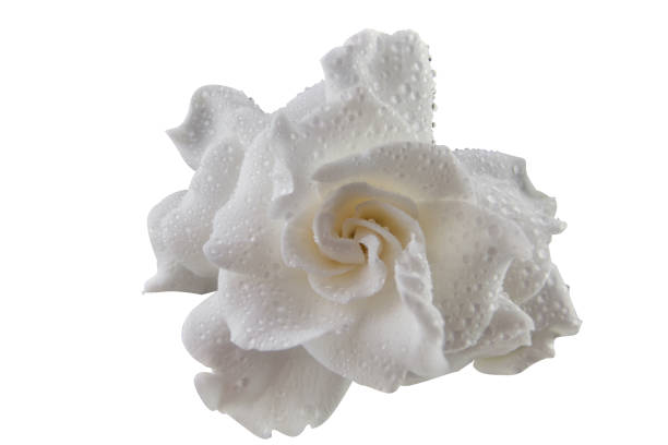 istock beautiful white flower gardenia on  White background 953625452