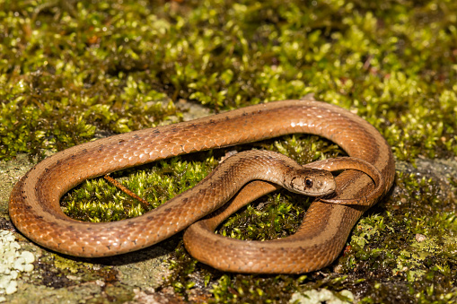 A close up of a Northern Brown Snake.
