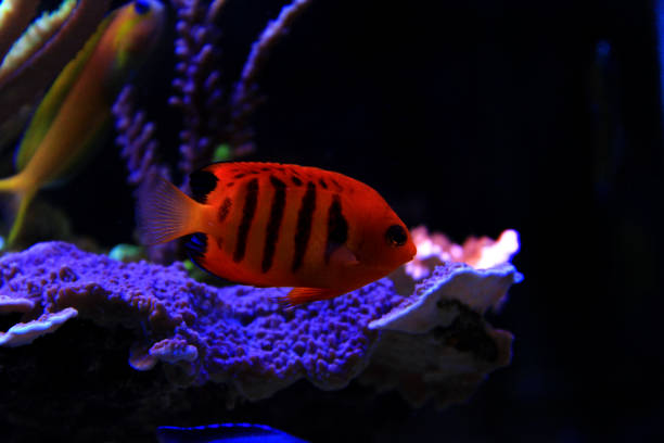 istock Flame Angelfish in coral reef tank 953628256