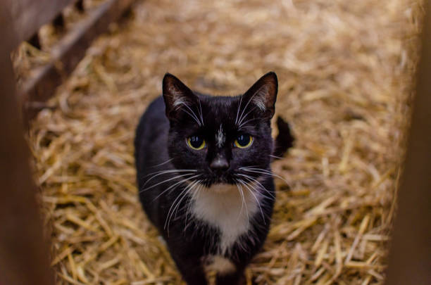 Poes in een stal kijkt recht in de lens
