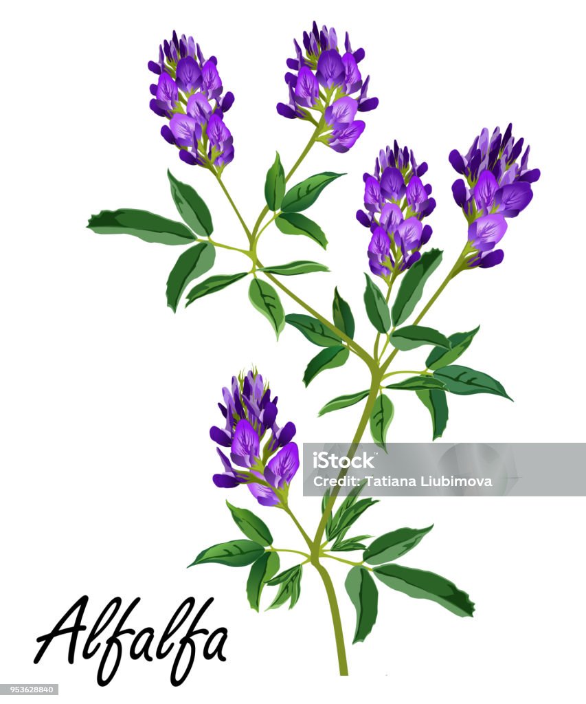 Alfalfa plant with flowers (Medicago sativa, lucerne), vector illustration. Alfalfa (Medicago sativa, lucerne). Hand drawn vector illustration of alfalfa plant with flowers isolated on white background. Alfalfa stock vector