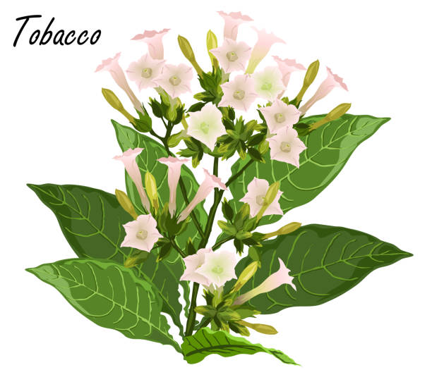 illustrations, cliparts, dessins animés et icônes de plante de tabac avec feuilles et fleurs (nicotiana tabacum), illustration vectorielle réaliste. - tobaco