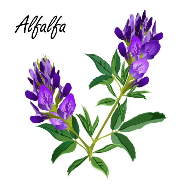 Vector illustration of Alfalfa flowers (Medicago sativa, lucerne), vector illustration.