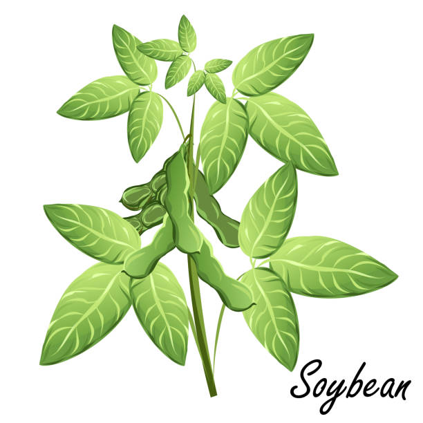ilustrações de stock, clip art, desenhos animados e ícones de soybean plant with bean pods, vector illustration. - soybean isolated seed white background