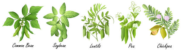 ilustraciones, imágenes clip art, dibujos animados e iconos de stock de las plantas leguminosas (común haba. soja, lenteja, guisante, garbanzo), conjunto de ilustraciones vectoriales. - green bean isolated food white background